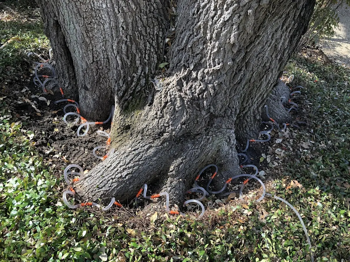 Detailed Tree Cabling and Bracing job site in Grays Knob