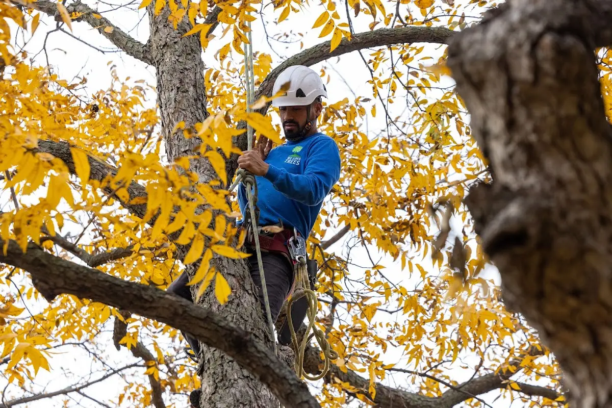 Skilled Tree Pruning crew working in Grays Knob